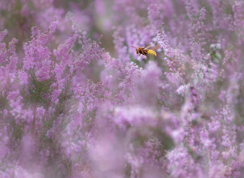 European hornet