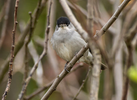 Blackcap