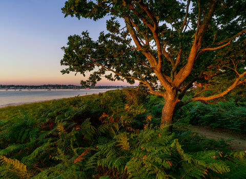 Brownsea Island 