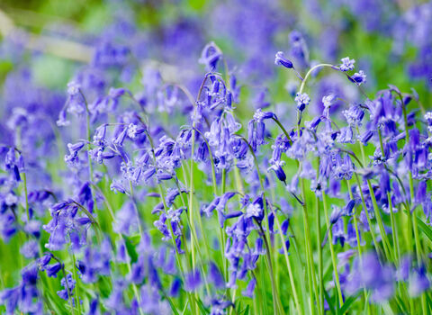 Bluebells 