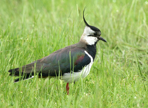 Lapwing