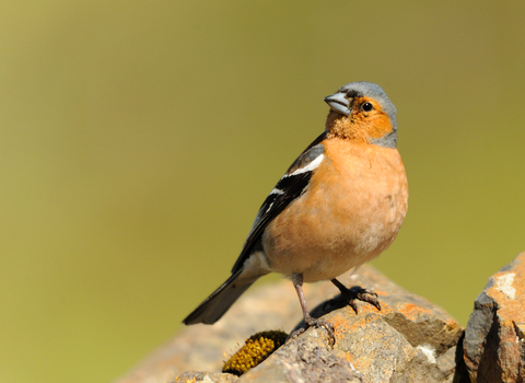 A chaffinch sits on a rock against a green background. It is looking off to the right of the image frame