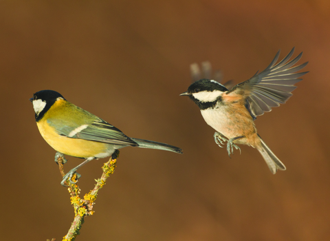 2 great tit birds, one in flight on the right and one perched on a branch on the left