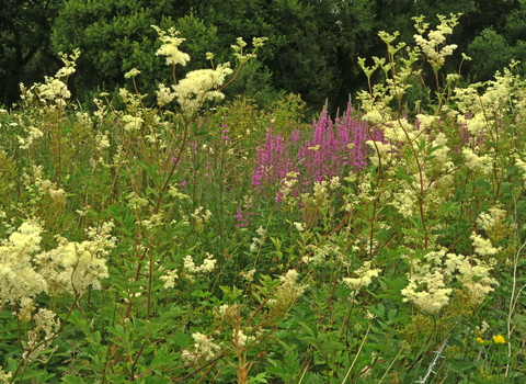Meadowsweet and purple-loostrife in Bere Regis