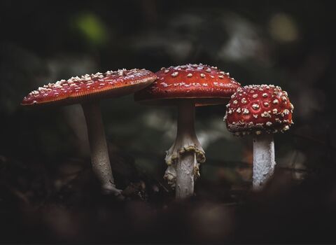 Fly agaric 