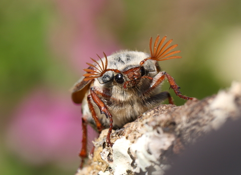 Cockchafer