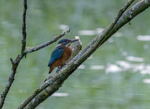 Kingfisher at the Dorset Beaver Project site