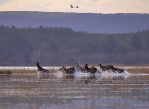 Sika deer crossing Poole Harbour