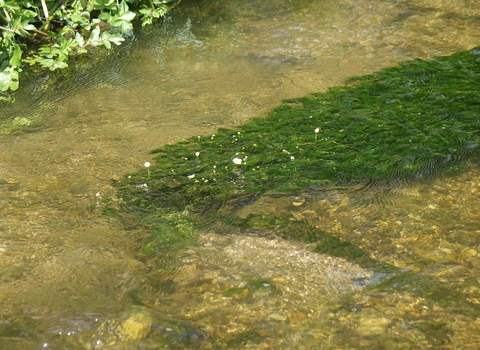 River Hooke