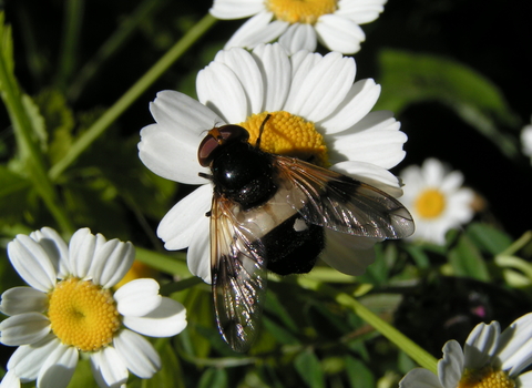 Pellucid hoverfly