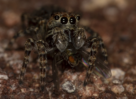 Zebra jumping spider
