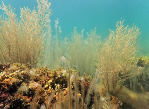 Seaweed at Kimmeridge