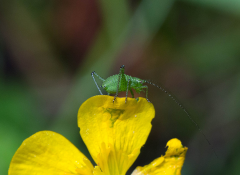 Speckled bush-cricket