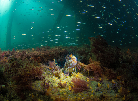 Tompot blenny under Swanage pier 