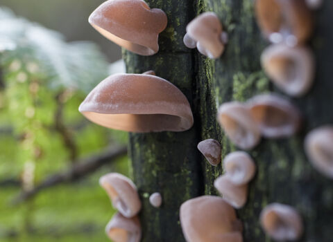 A group of jelly ear fungus growing on a tree trunk. They are pale pink and disc shaped, similar to an ear