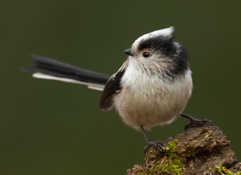 Long-tailed tit