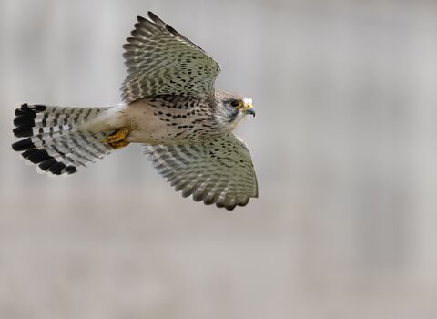 Kestrel in flight