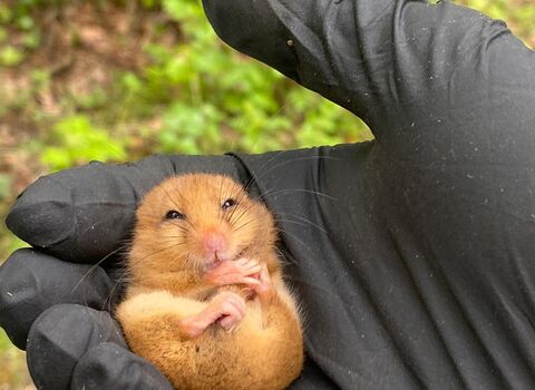 Hazel dormouse in hand as part of a dormouse survey 