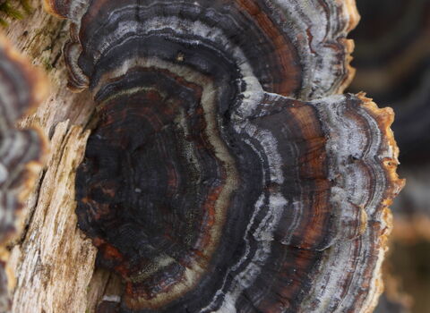 Turkeytail fungus growing on a branch, creating a disc of concenric rings of various shades of blue, brown and red