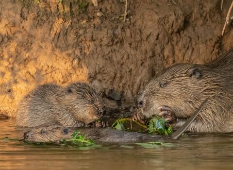 Jo Hackman Photography