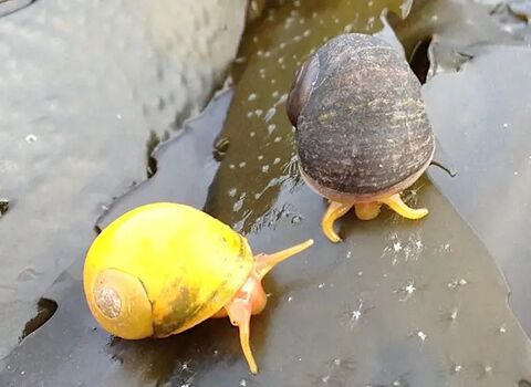 Two snails on a rock