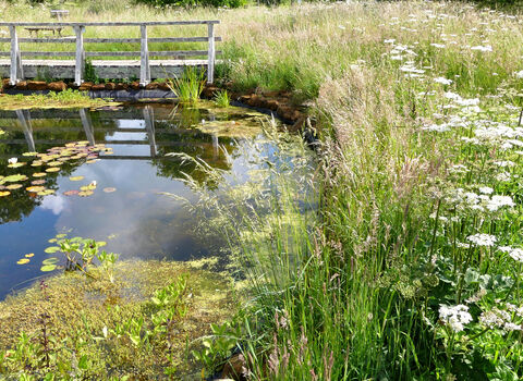 Charlton Down Nature Area