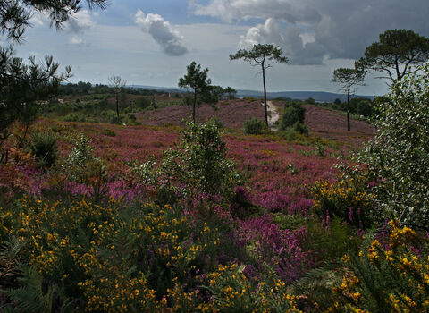 Landscape shot of Upton Heath with purple and yellow gorse and trees in the distance