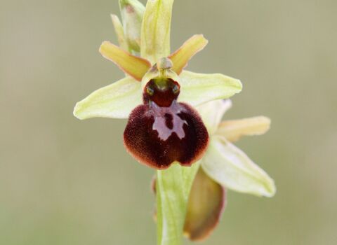 A close up image of an early spider orchid flower