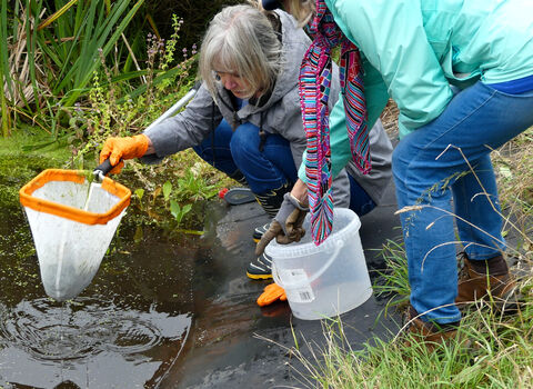 Volunteers looking for pondlife at Charlton Down Nature Area