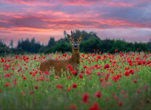 Roe deer at sunrise