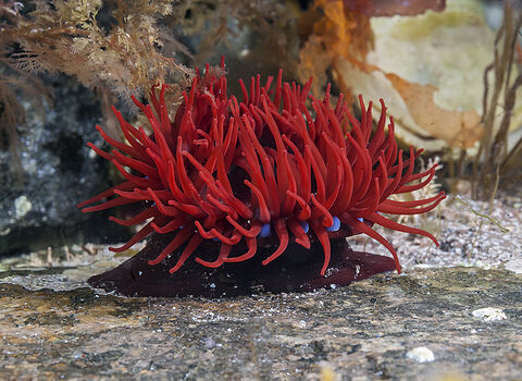 Red beadlet anenome