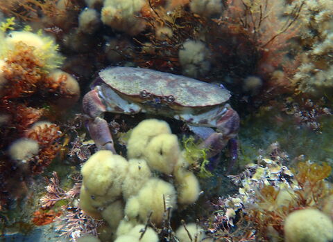 Edible crab in Kimmeridge Bay