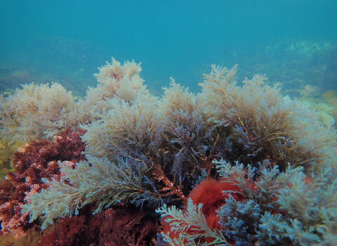 Kimmeridge snorkel trail
