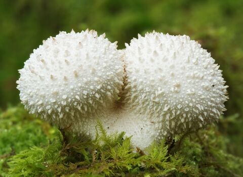 Two white spiky puffball fungi growing from green moss