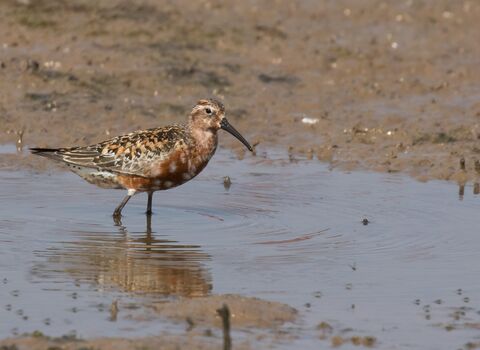 A curlew sandpiper wading through a shallow, muddy pool. It's a small wading bird with a fairly long, downcurved beak, rusty red underparts and spangled black and red upparparts