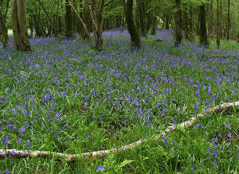 A woodland with a bed of bluebells 