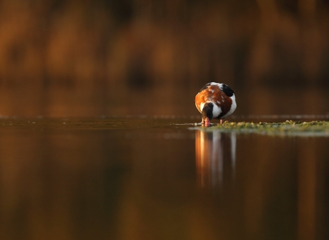 Drinking Shelduck © Luke Massey/2020VISION