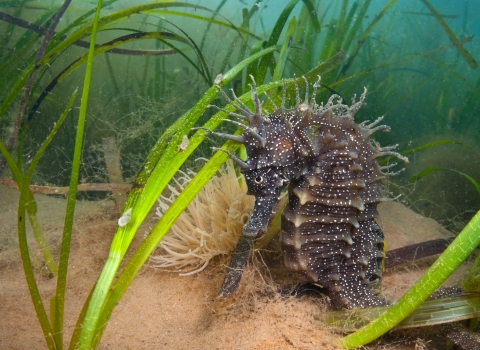 Spiny Seahorse In Seagrass. Dorset © Alexander Mustard/2020VISION