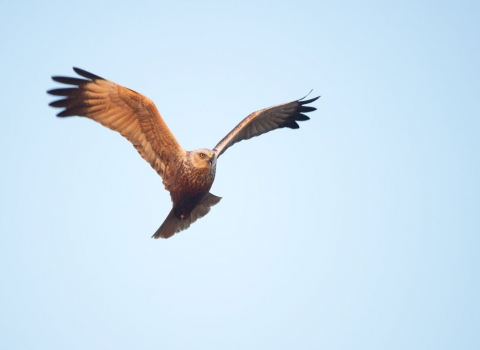 Marsh Harrier © Andrew Parkinson/2020VISION