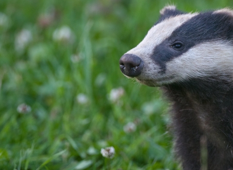 European badger (Meles meles) cub sniffing the air, Summer, Dorset, United Kingdom © Bertie Gregory/2020VISION