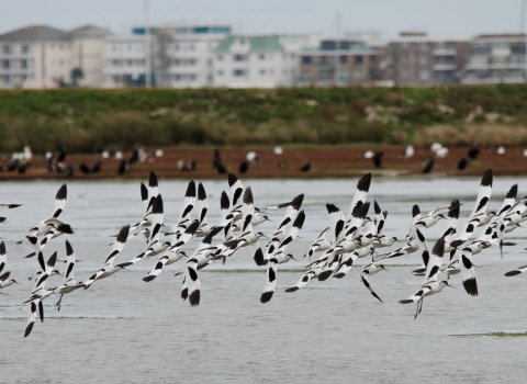 Avocets at Poole Harbour © Bertie Gregory/2020VISION