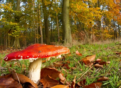 Fly agaric in woodland setting © Ben Hall/2020VISION