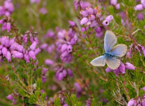 Silver-studded blue butterfly (Plebeius argus) worn male at rest on bell heather (Erica cinerea). © Chris Gomersall/2020VISION