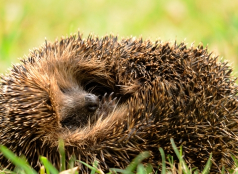 Hedgehog © Amy Lewis