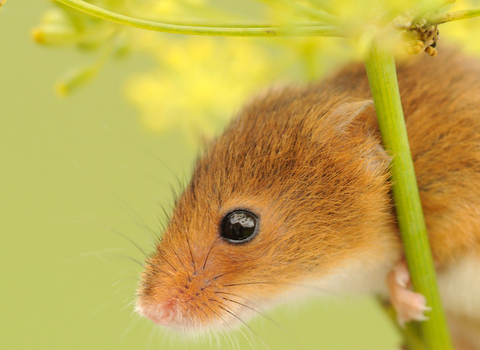 Harvest mouse © Amy Lewis