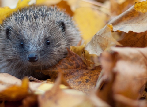 Hedgehog in autumn leaves (captive, rescue animal)