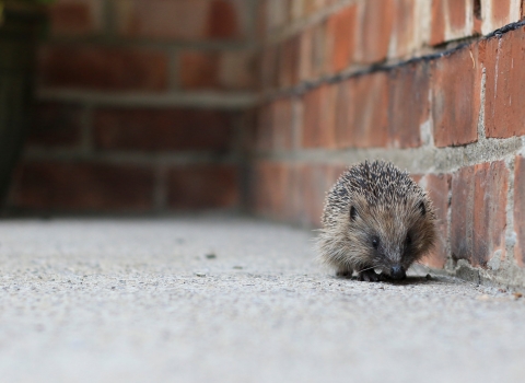 Hedgehog ©Tom Marshall