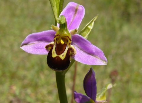 Bee Orchid (Ophrys apifera) © Lizzie Wilberforce