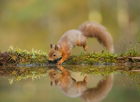 Red squirrel (Sciurus vulgaris) at woodland pool © Mark Hamblin/2020VISION