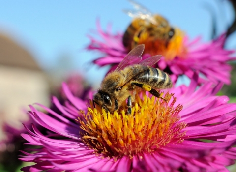 Honey bees (Apis mellifera) foraging on Pink asters (Aster novae-angliae) © Nick Upton/2020VISION